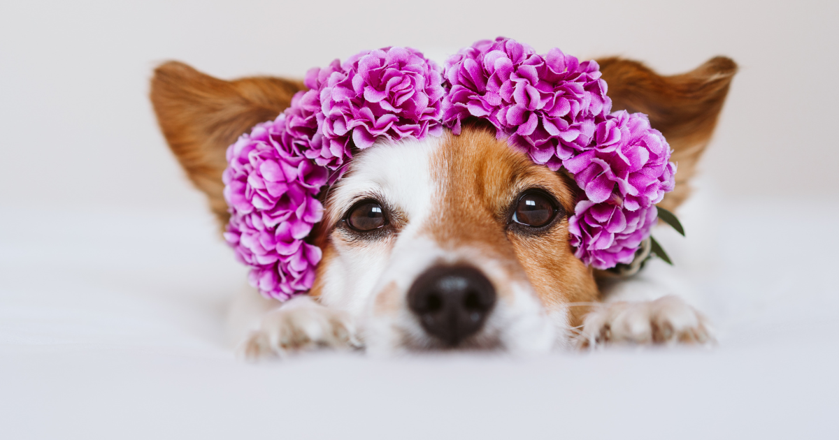 HappyBloom