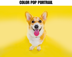 ColorPop Portrait