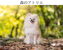森のアトリエ