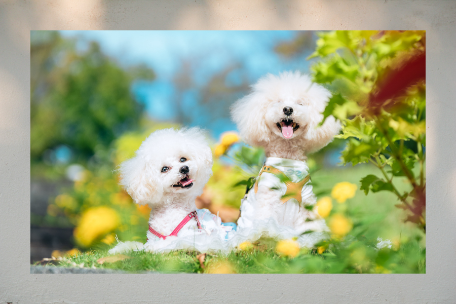 犬撮影のコツとテクニック
