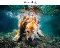 WaterDog.