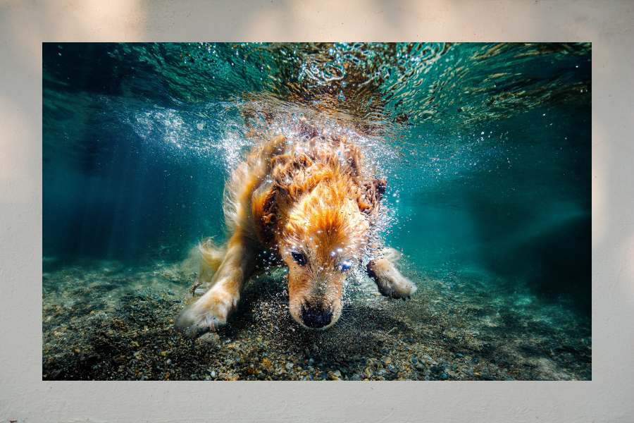 WaterDog