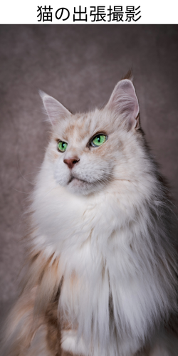 猫の出張撮影