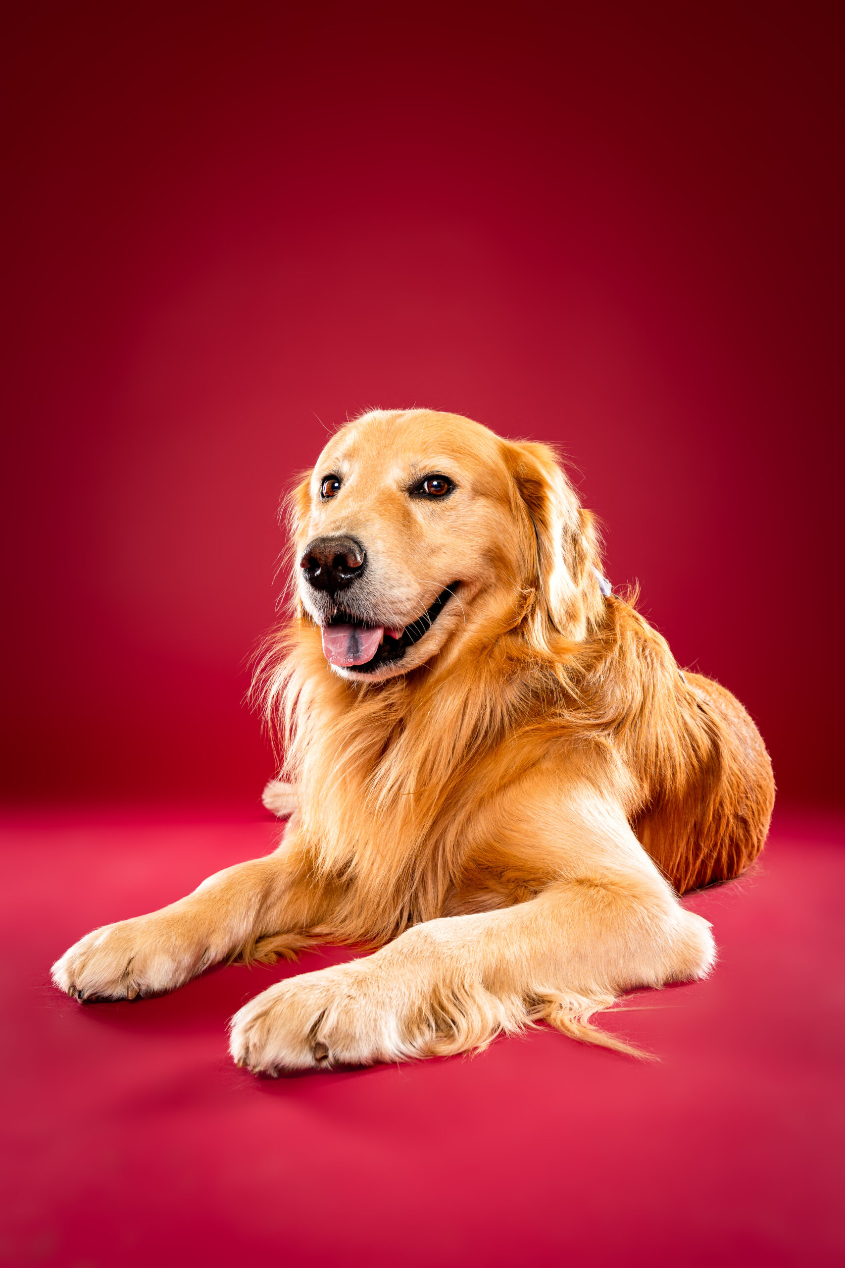 犬のライティングポートレート