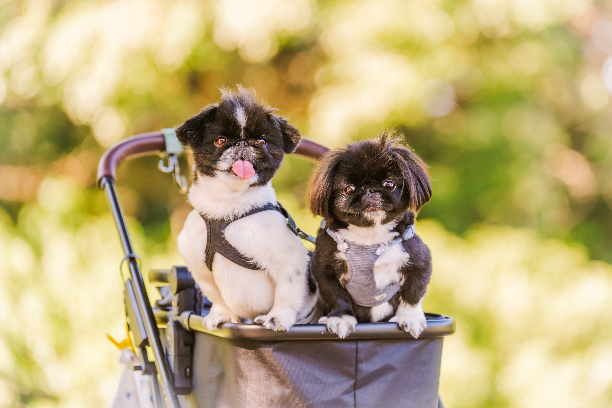 ロケーションでの愛犬撮影