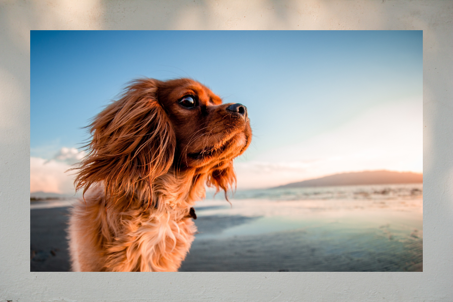 WaterDog