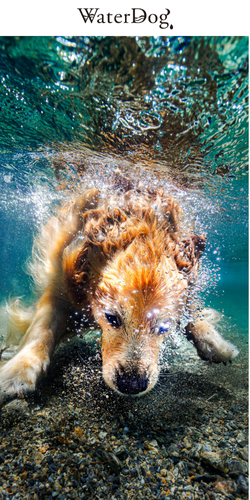 WaterDog.