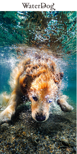 WaterDog.