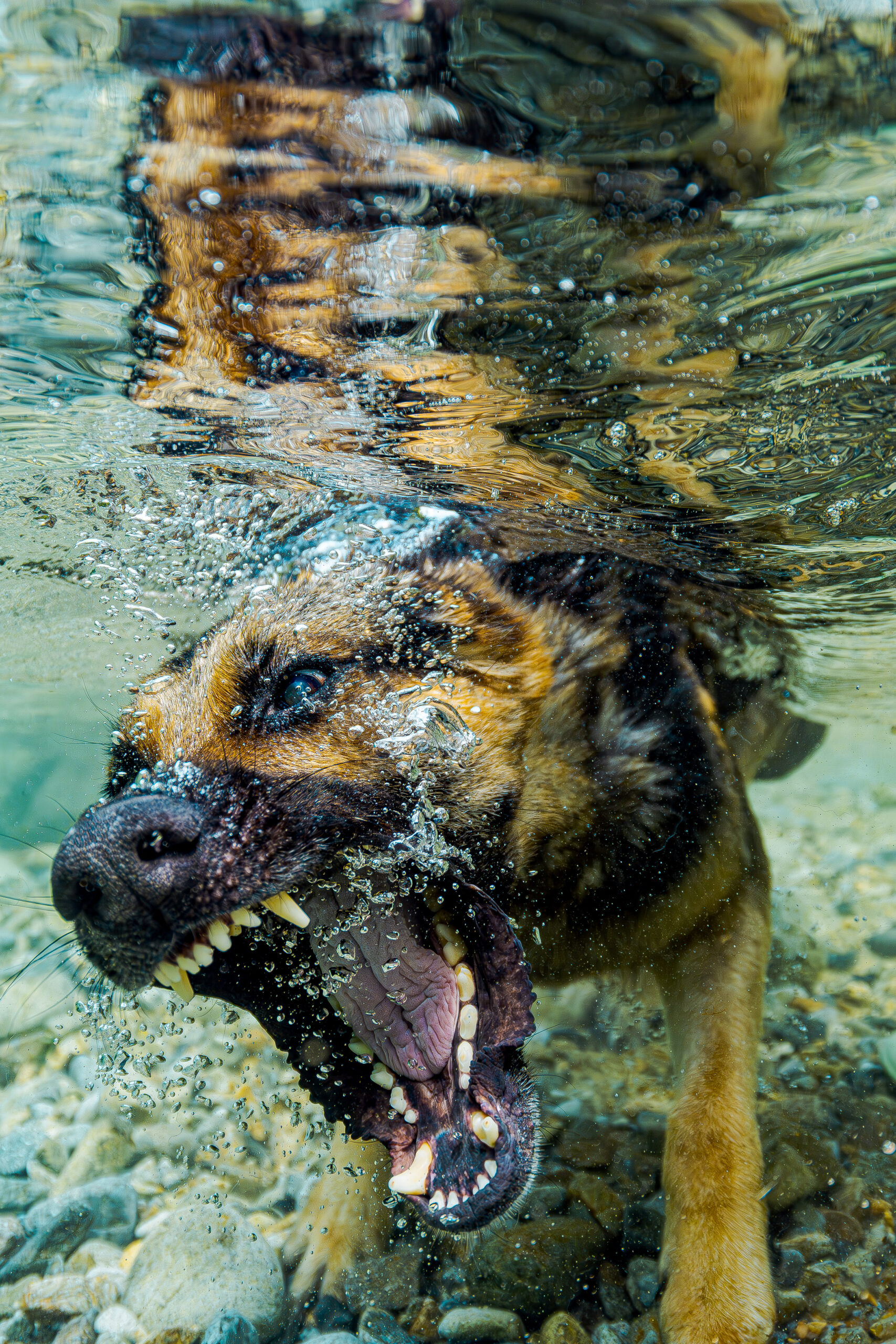 水の中に現れる犬の表情を写した縦位置作品