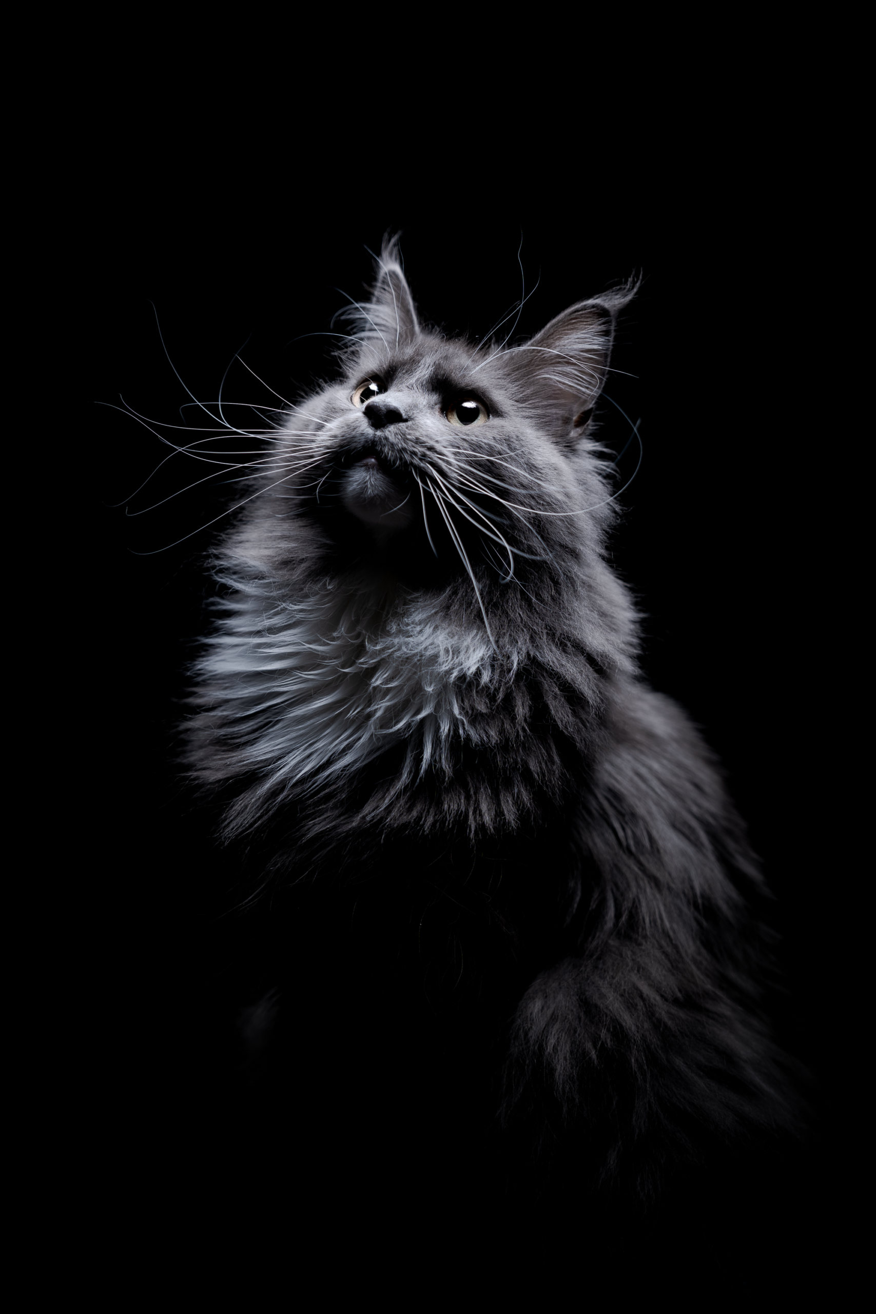 猫の毛並みと瞳を写した縦位置作品