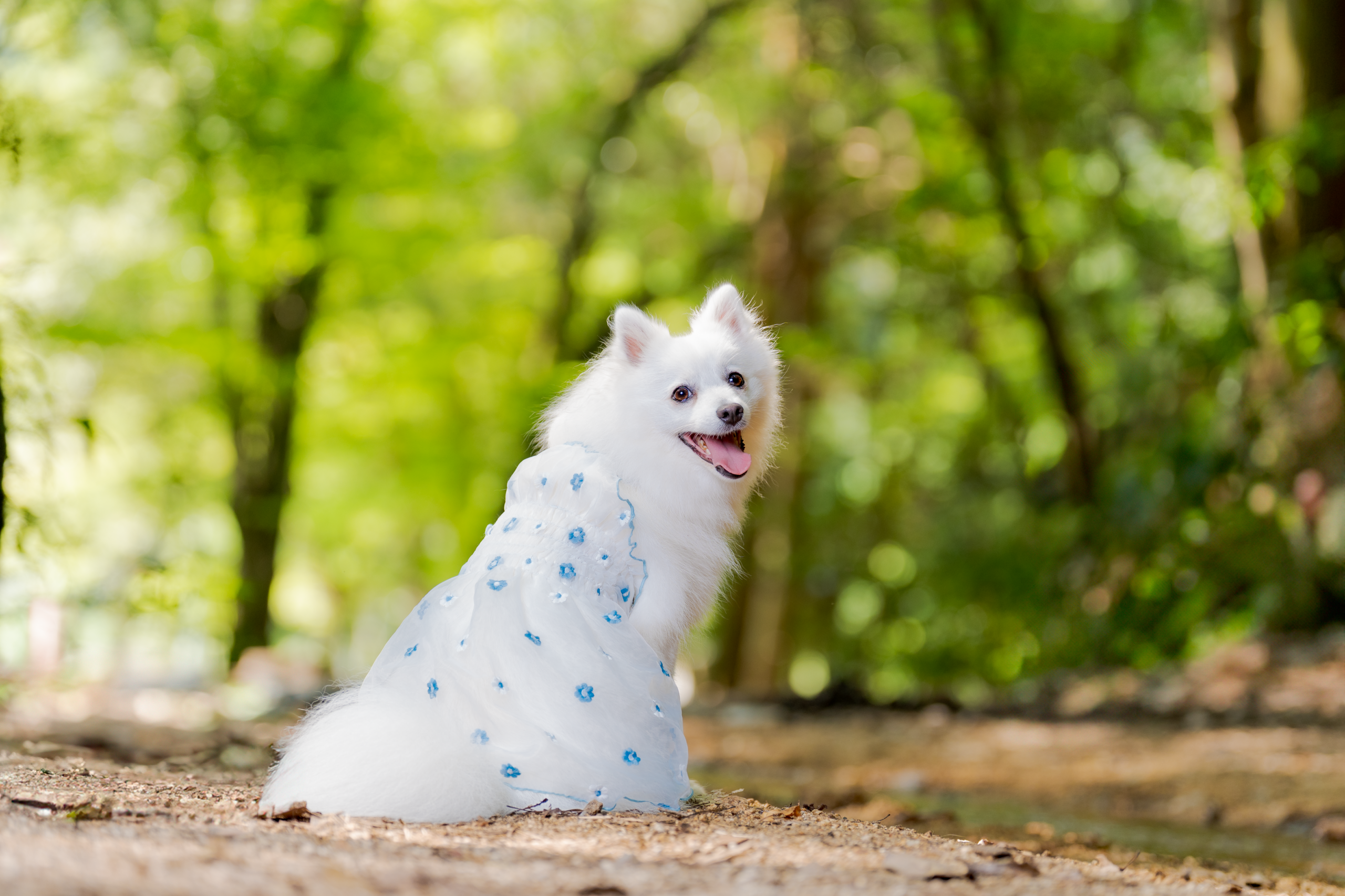 森の中で光を受ける犬の横位置作品
