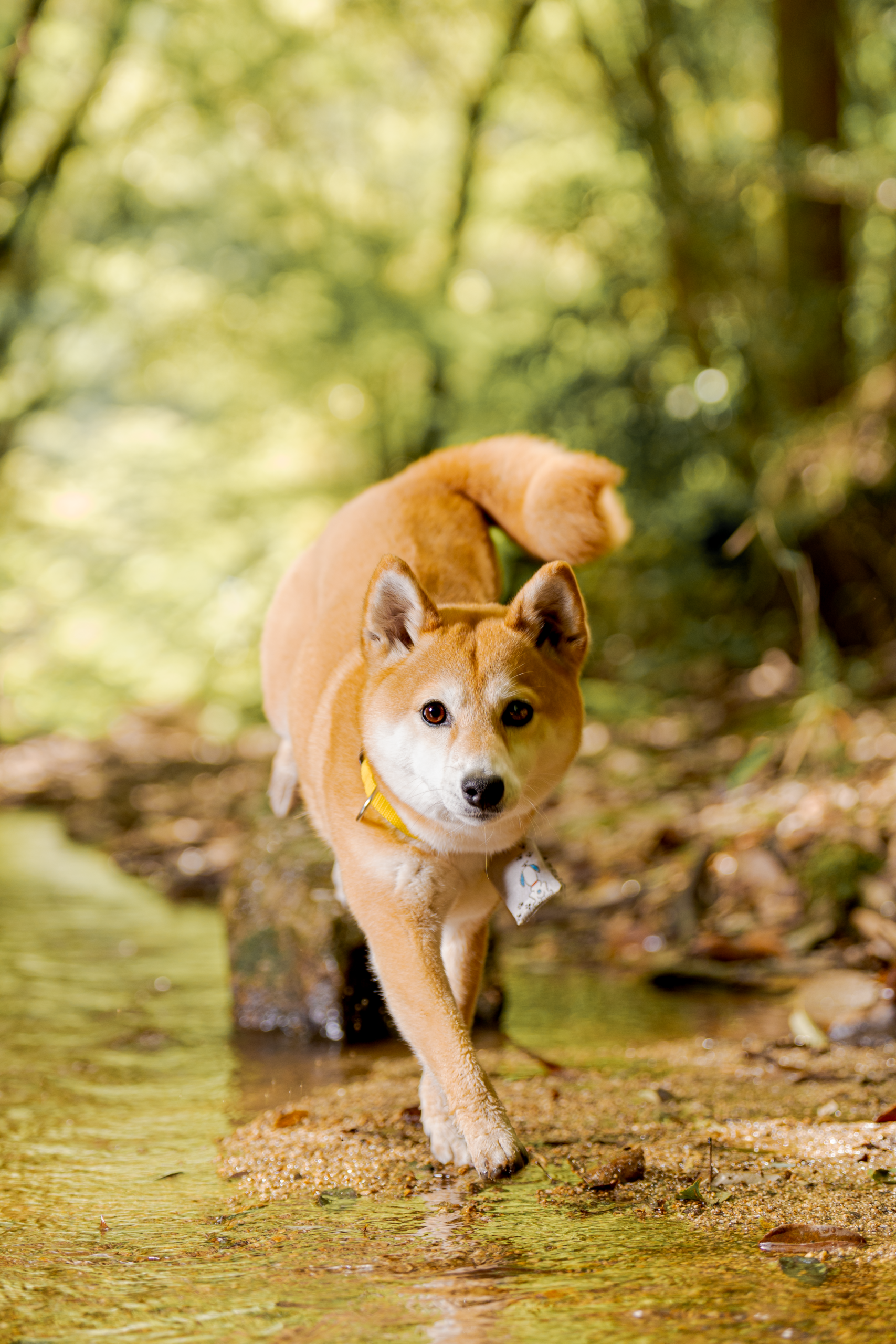森の空気と愛犬を写した縦位置作品