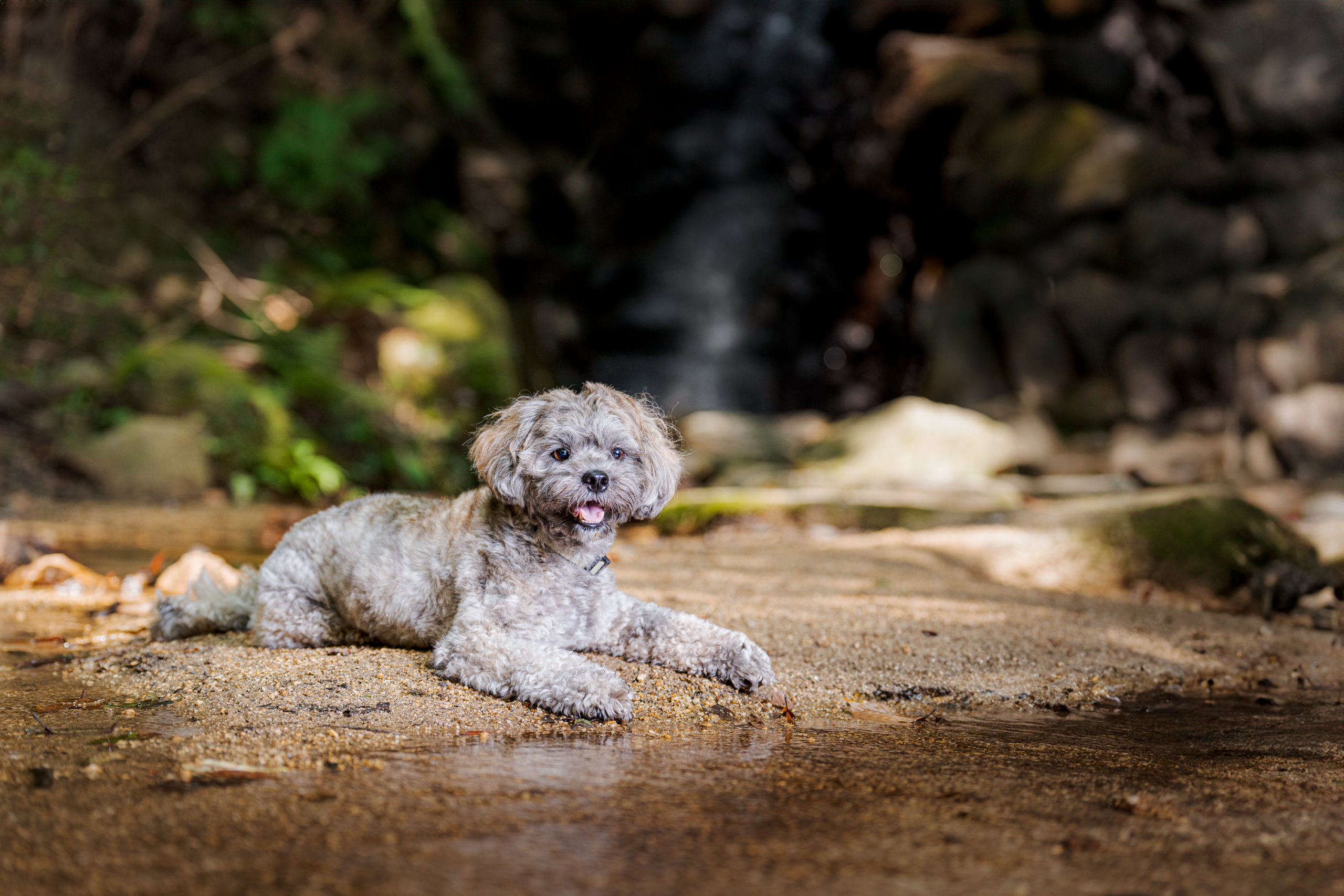 森の空気と愛犬を写した横位置作品