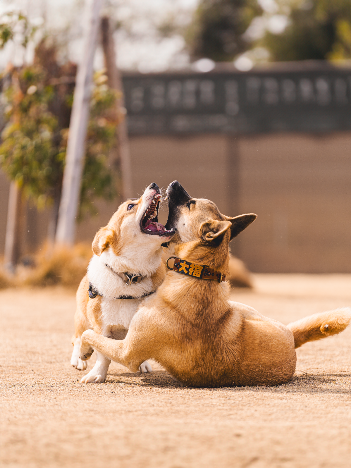 屋外で遊ぶ犬たち