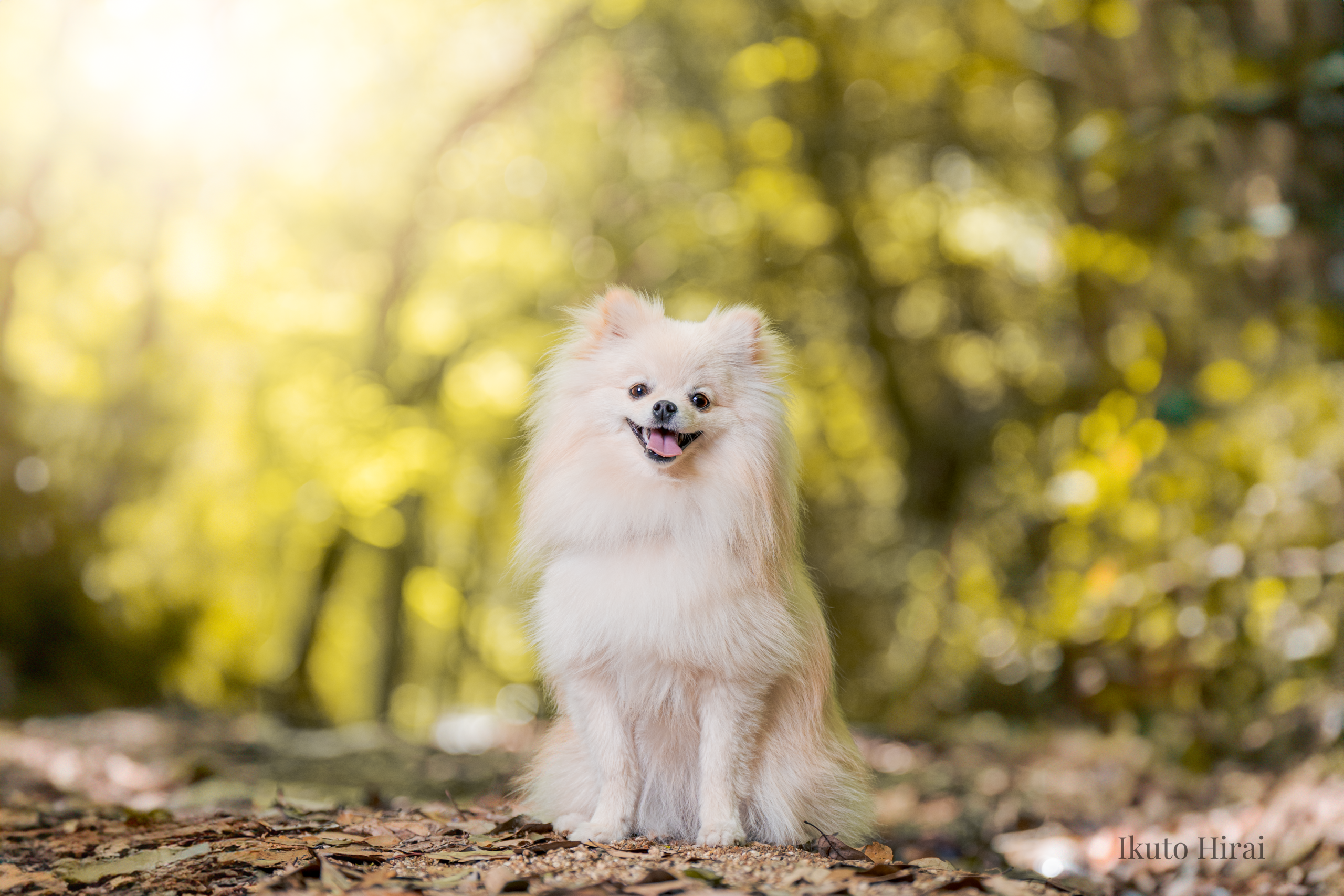 森の中で撮影した愛犬のポートレート
