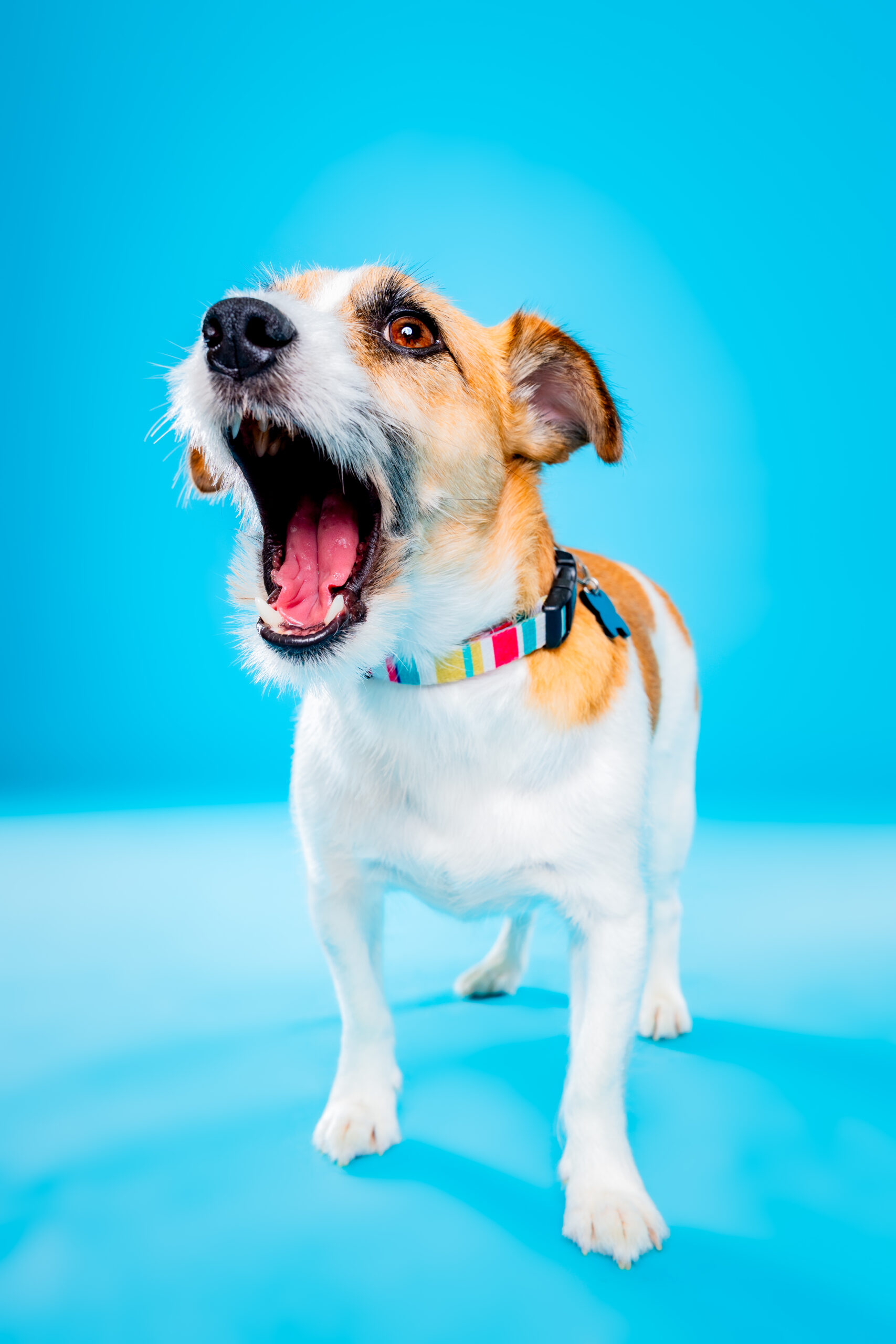 色と光で個性を描いた犬の縦位置作品