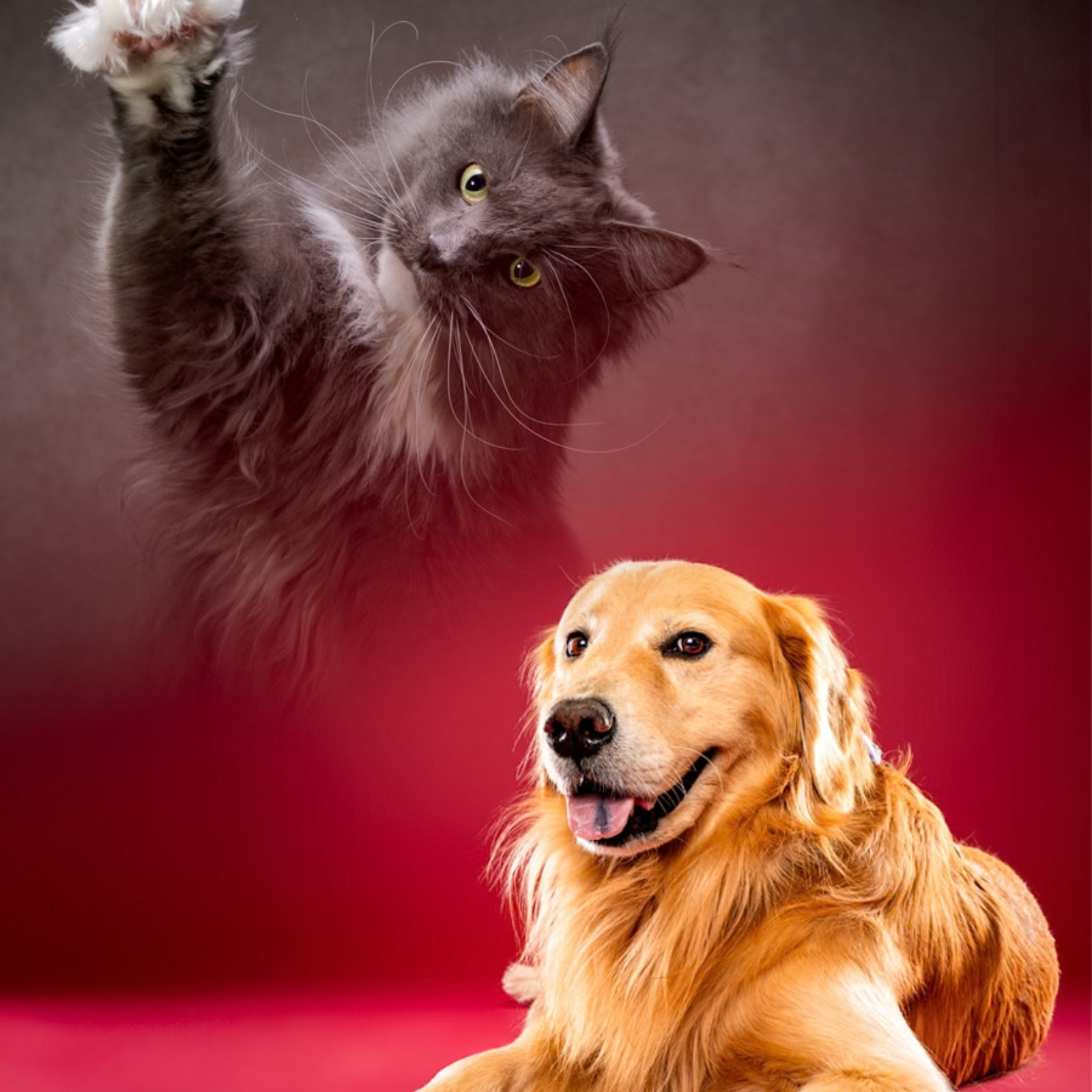 愛犬・愛猫のLighting Portrait撮影イメージ