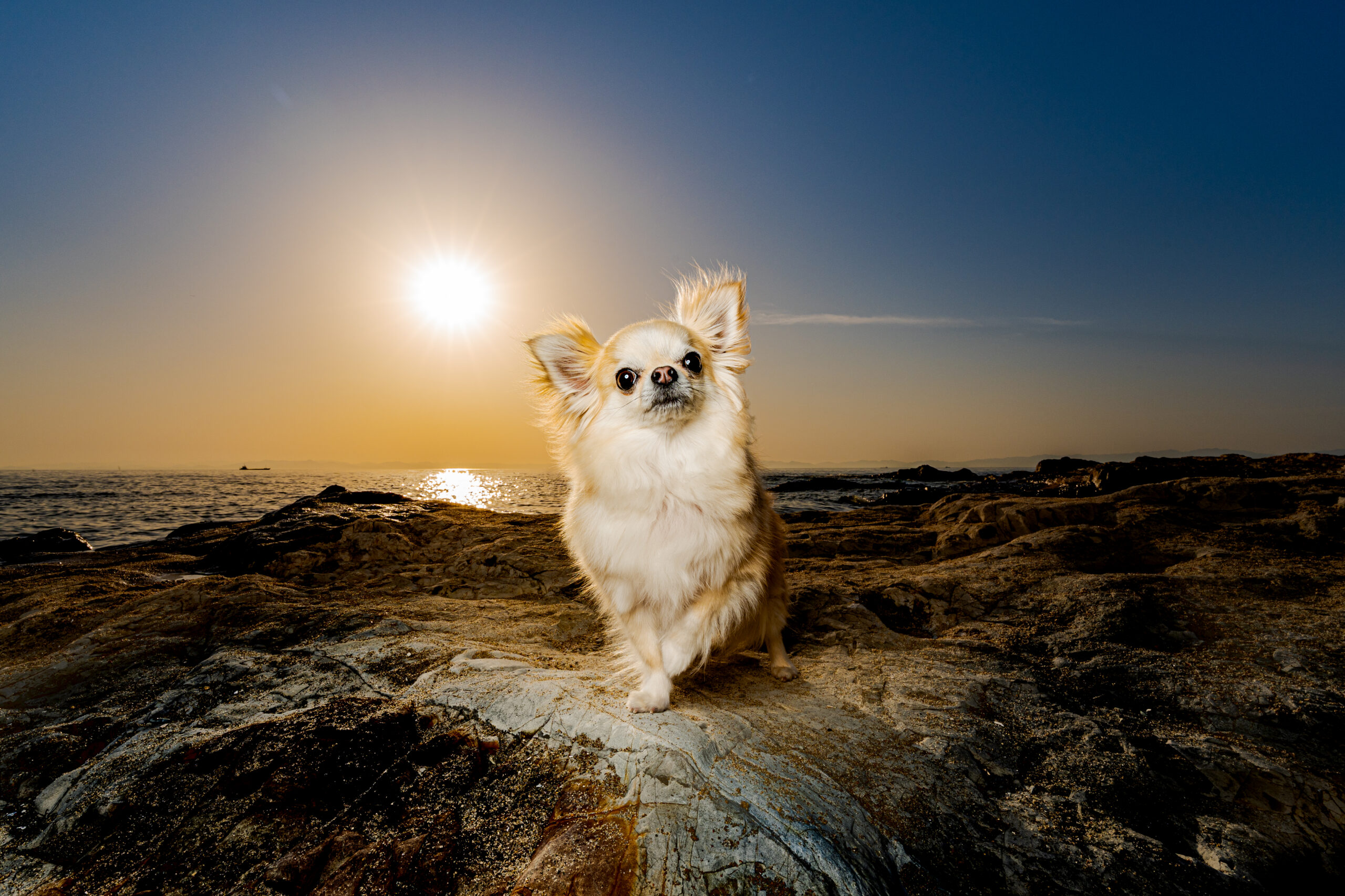 空と海と愛犬が重なるSunset Portrait横位置作品