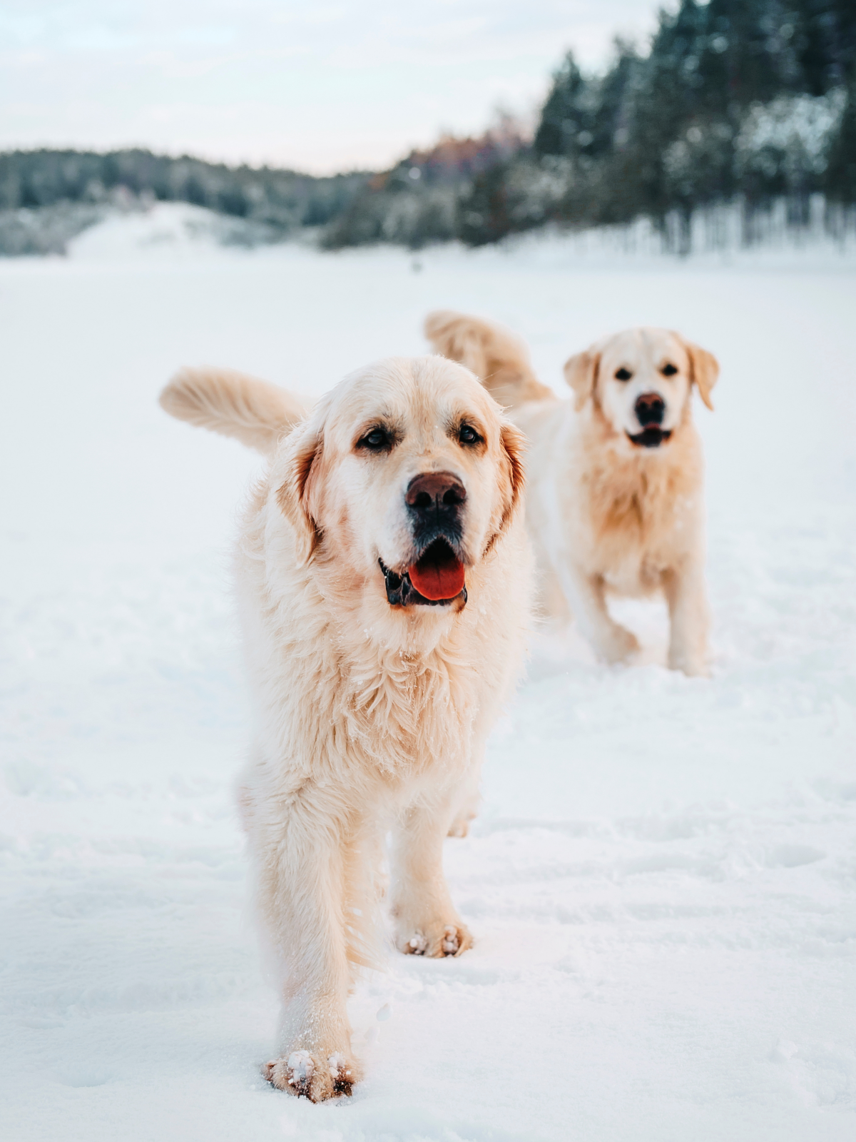 雪の中で遊ぶ犬たち