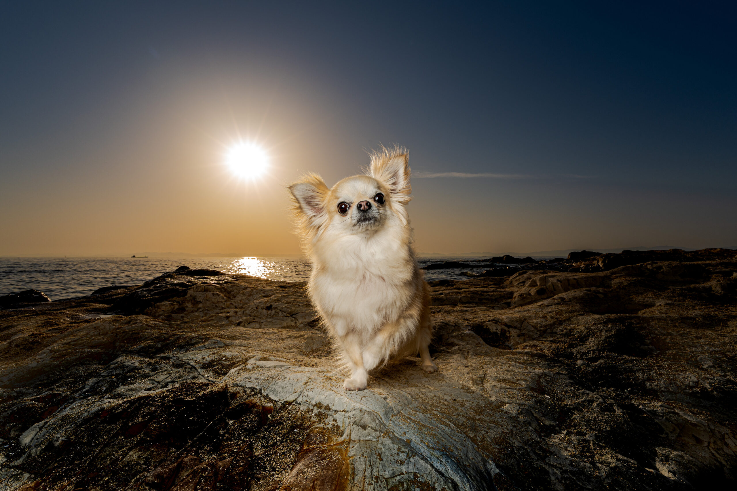 夕暮れの海辺に立つチワワのポートレート