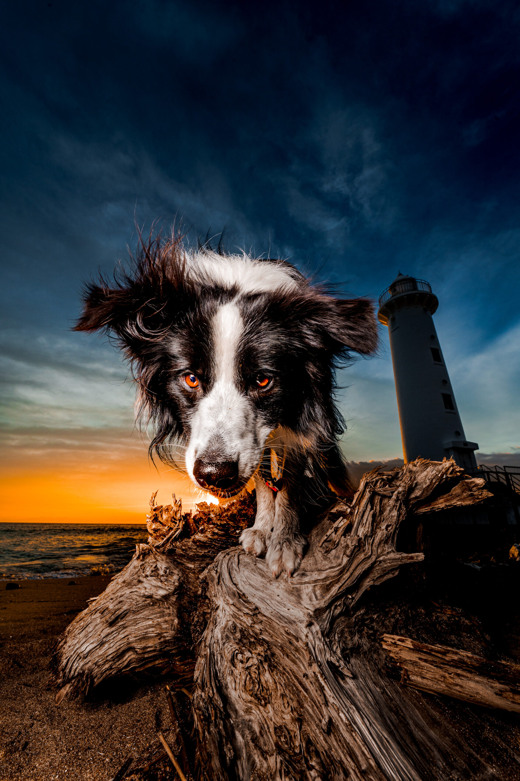 夕空の下に佇む愛犬を写した縦位置作品