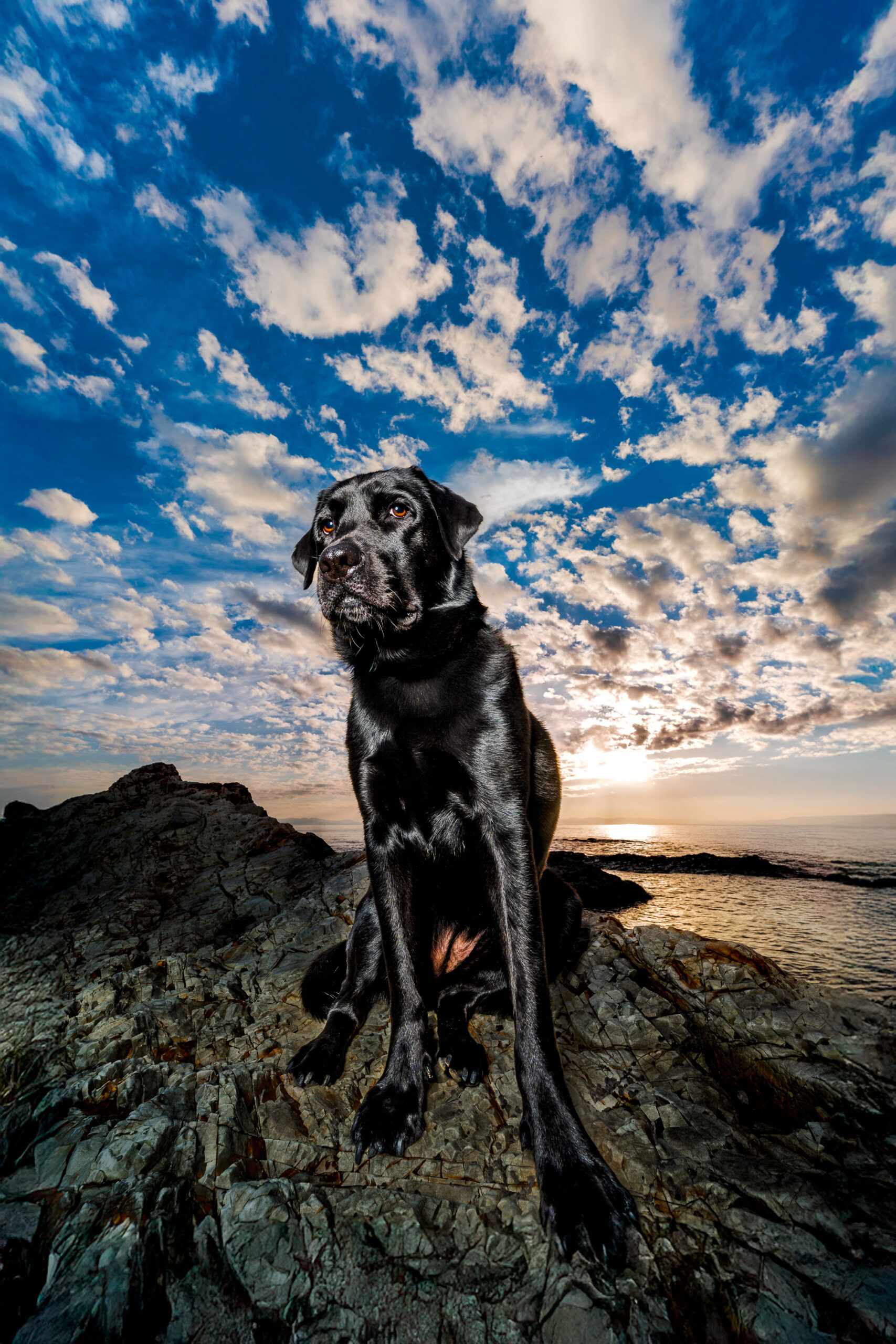 夕暮れの海辺に立つ愛犬の縦位置作品