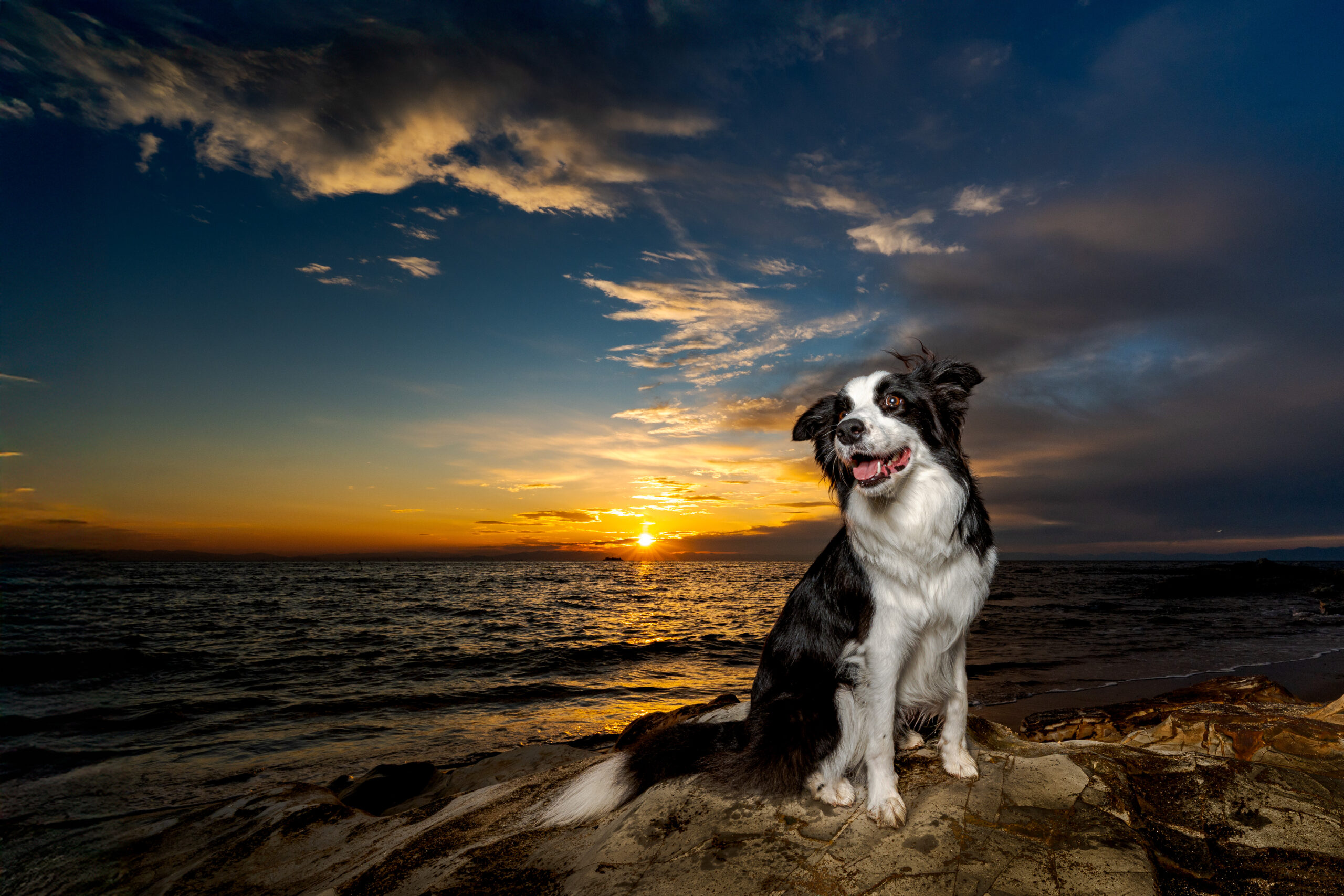 刻々と移り変わる夕暮れと愛犬