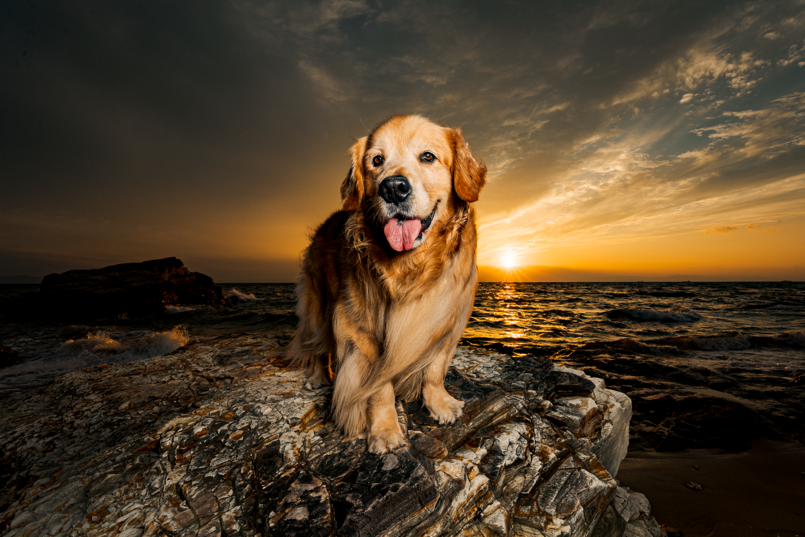 夕暮れの広い風景と愛犬