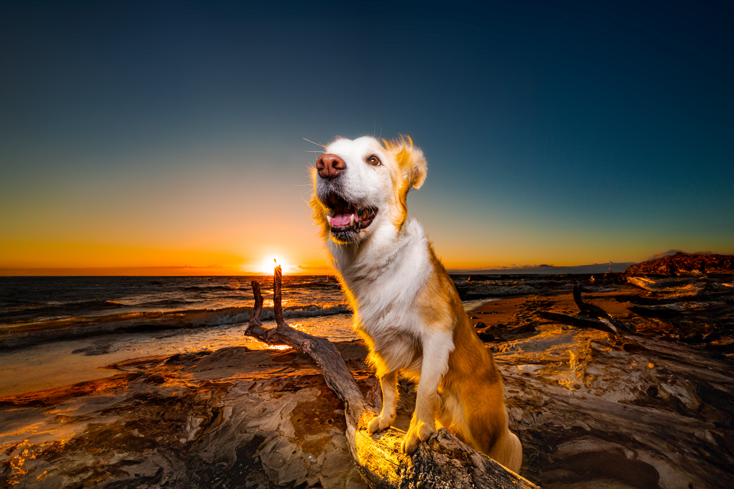夕景と愛犬を写した横位置作品