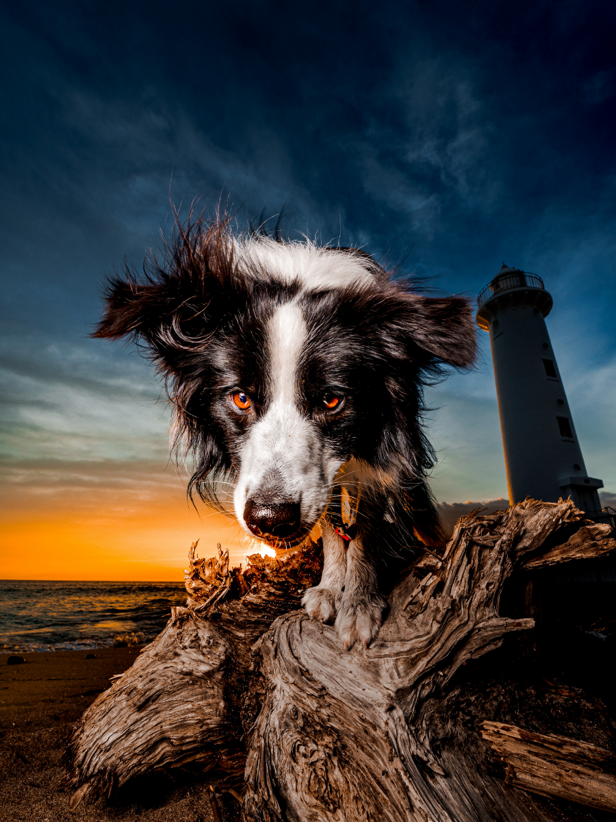 Sunset Portraitの撮影イメージ