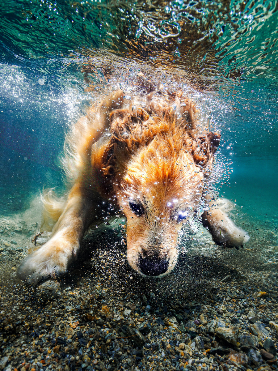WaterDog.の撮影イメージ