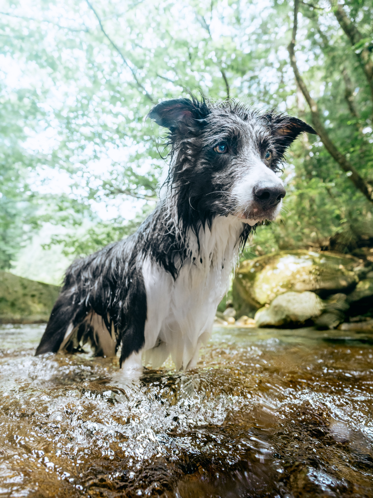 川で遊ぶ犬
