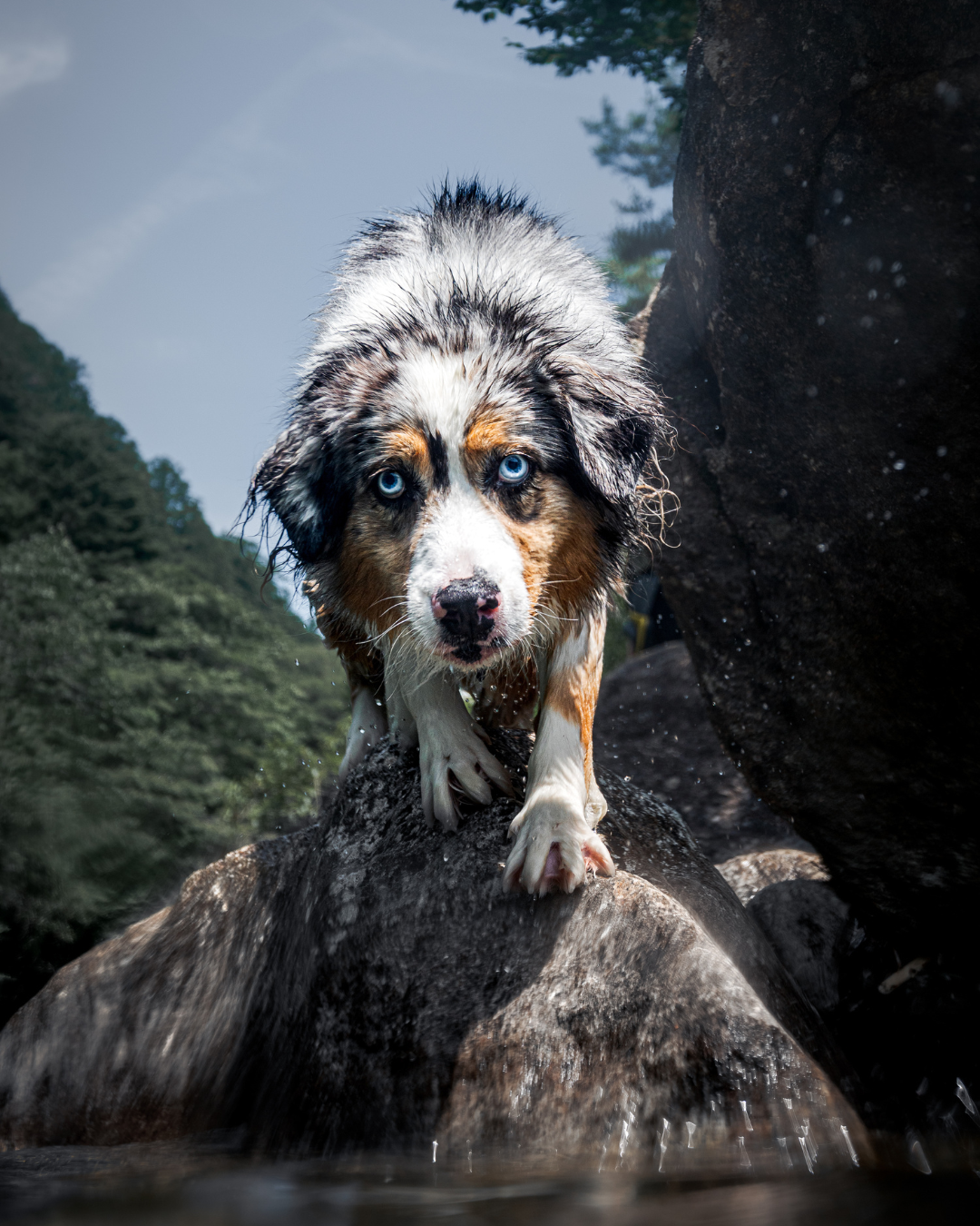 WaterDog.の代表作品