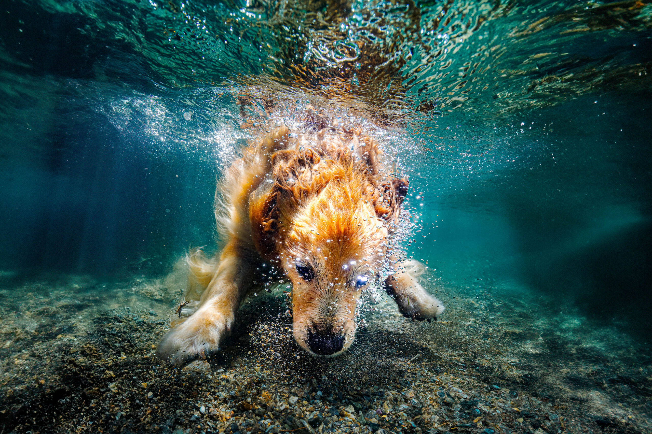 水中を力強く進む犬を写したWaterDog.作品