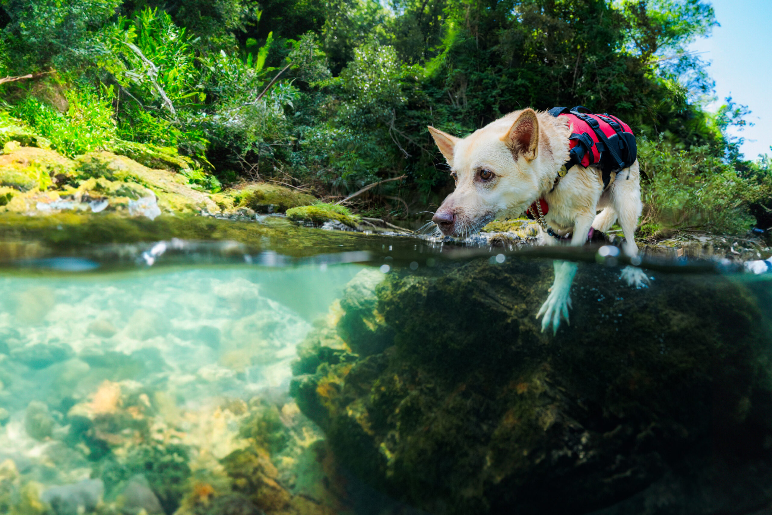 水中から正面を向く犬