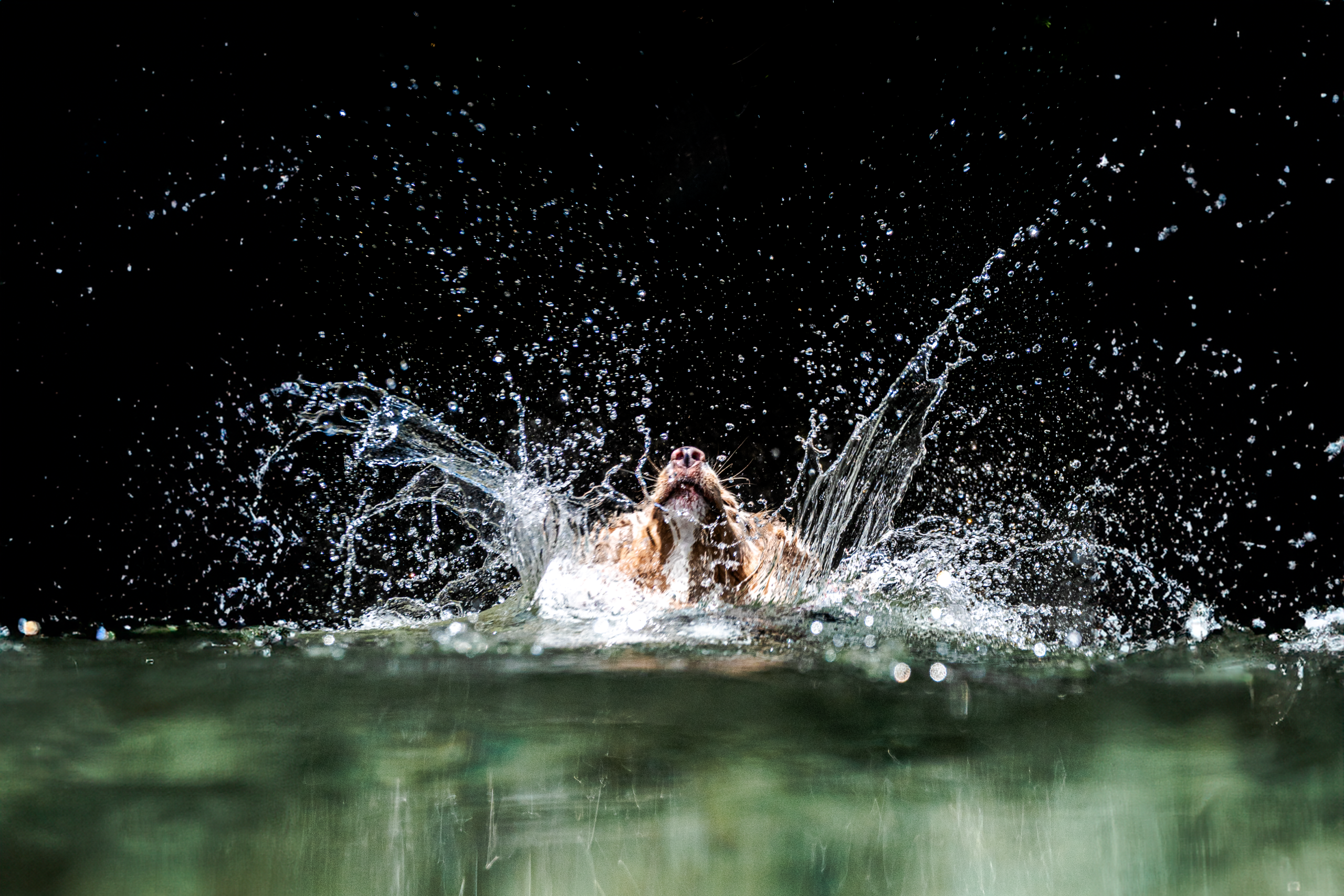 水しぶきの中を進む犬