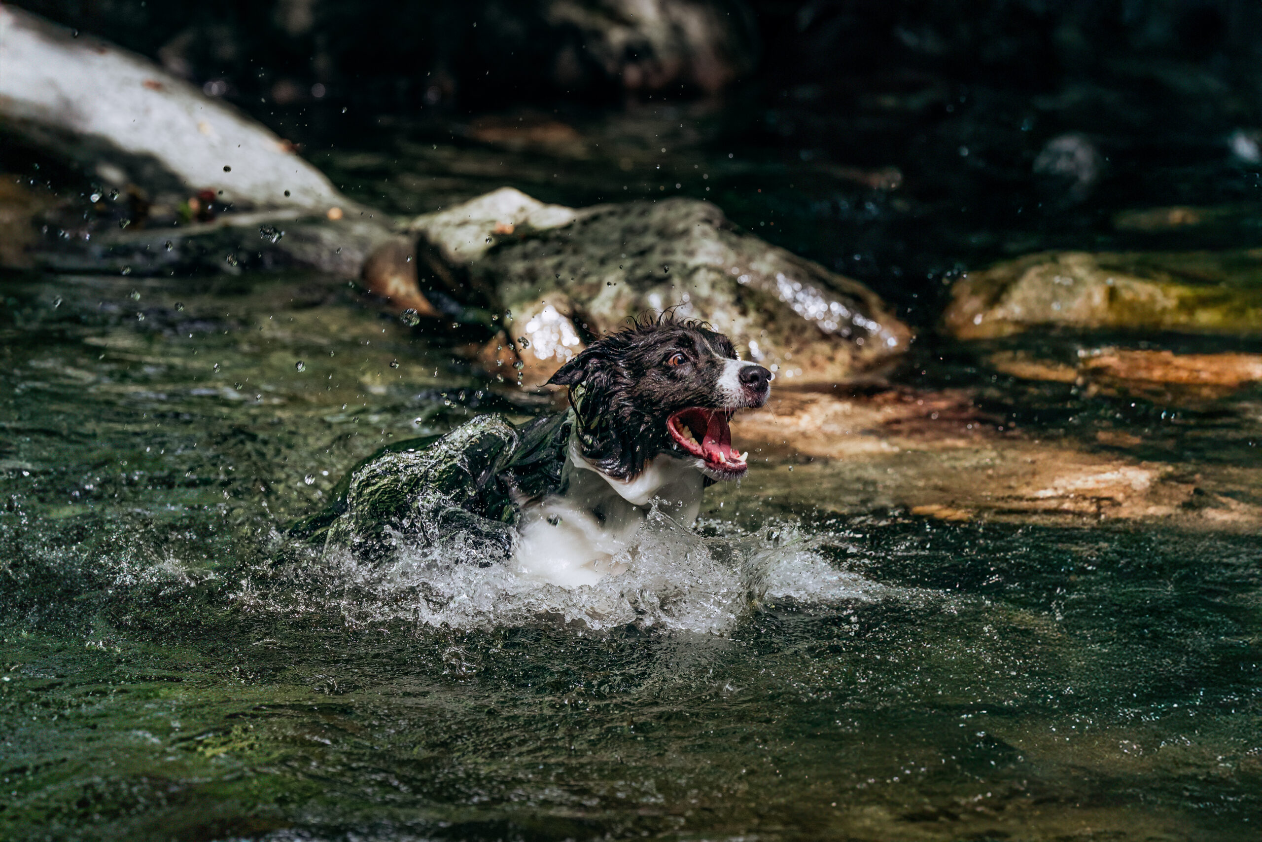 WaterDog.作品