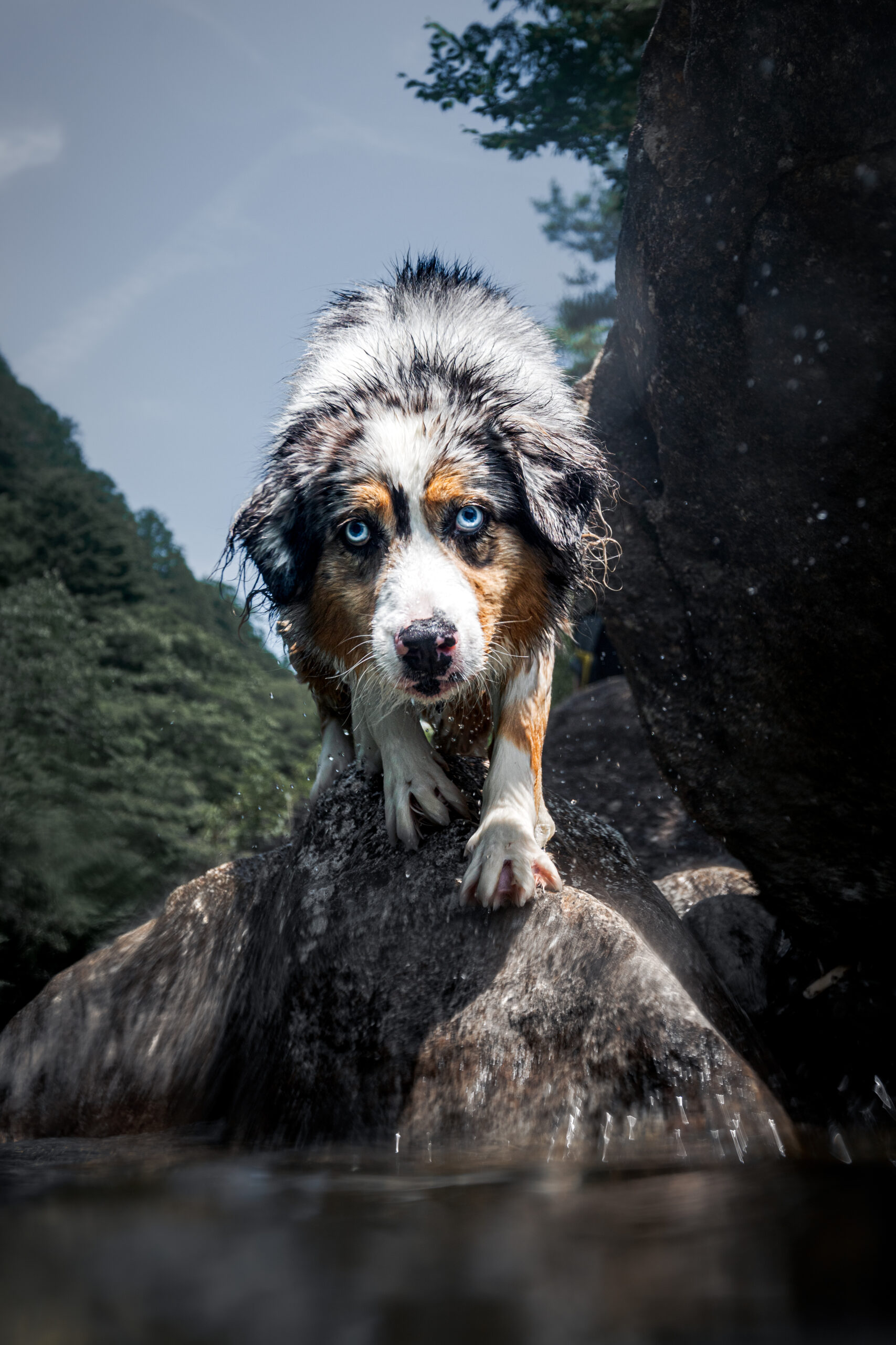 水中から正面を見つめる犬のWaterDog.作品